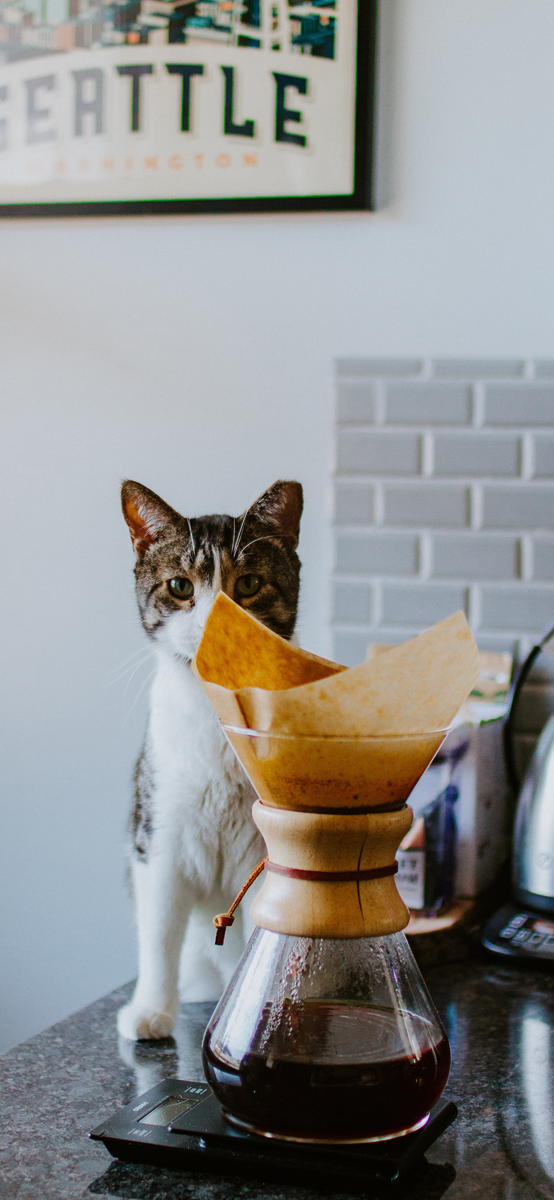 [2436×1125]猫咪 宠物 咖啡壶 滴漏 苹果手机壁纸图片