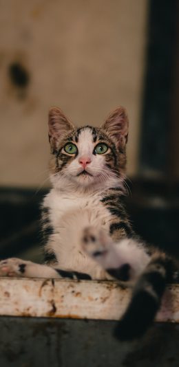 [2436x1125]猫咪 宠物 喵星人 可爱 苹果手机壁纸图片