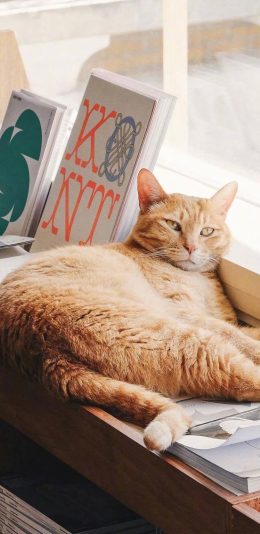 [2436x1125]猫咪 宠物 喵星人 可爱 慵懒 苹果手机壁纸图片