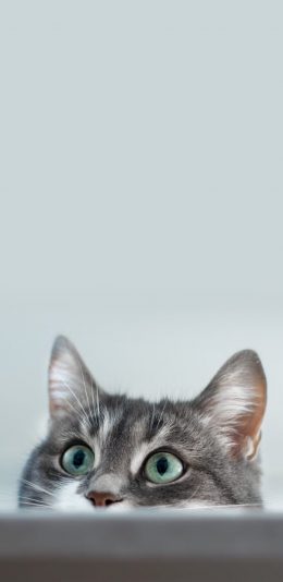 [2436x1125]猫咪 宠物 喵星人 大眼睛 苹果手机壁纸图片