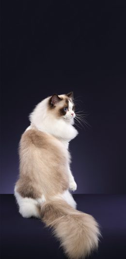 [2436x1125]猫咪 宠物 喵星人 布偶猫 苹果手机壁纸图片