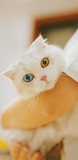 [2436x1125]猫咪 宠物 喵星人 异瞳 可爱 苹果手机壁纸图片