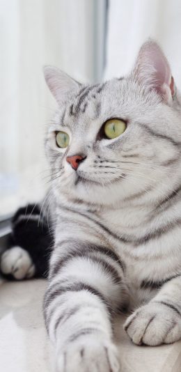 [2436x1125]猫咪 宠物 喵星人 条纹 可爱 萌 苹果手机壁纸图片