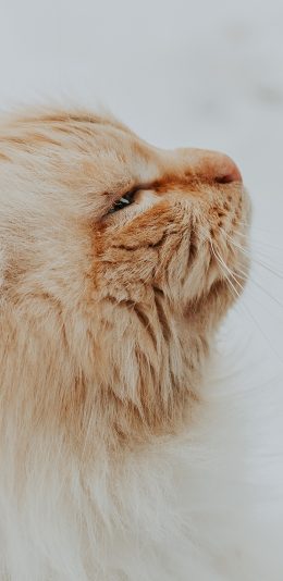 [2436x1125]猫咪 宠物 喵星人 毛发 苹果手机壁纸图片