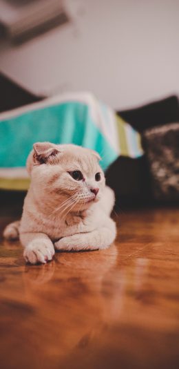 [2436x1125]猫咪 宠物 地板 折耳 苹果手机壁纸图片