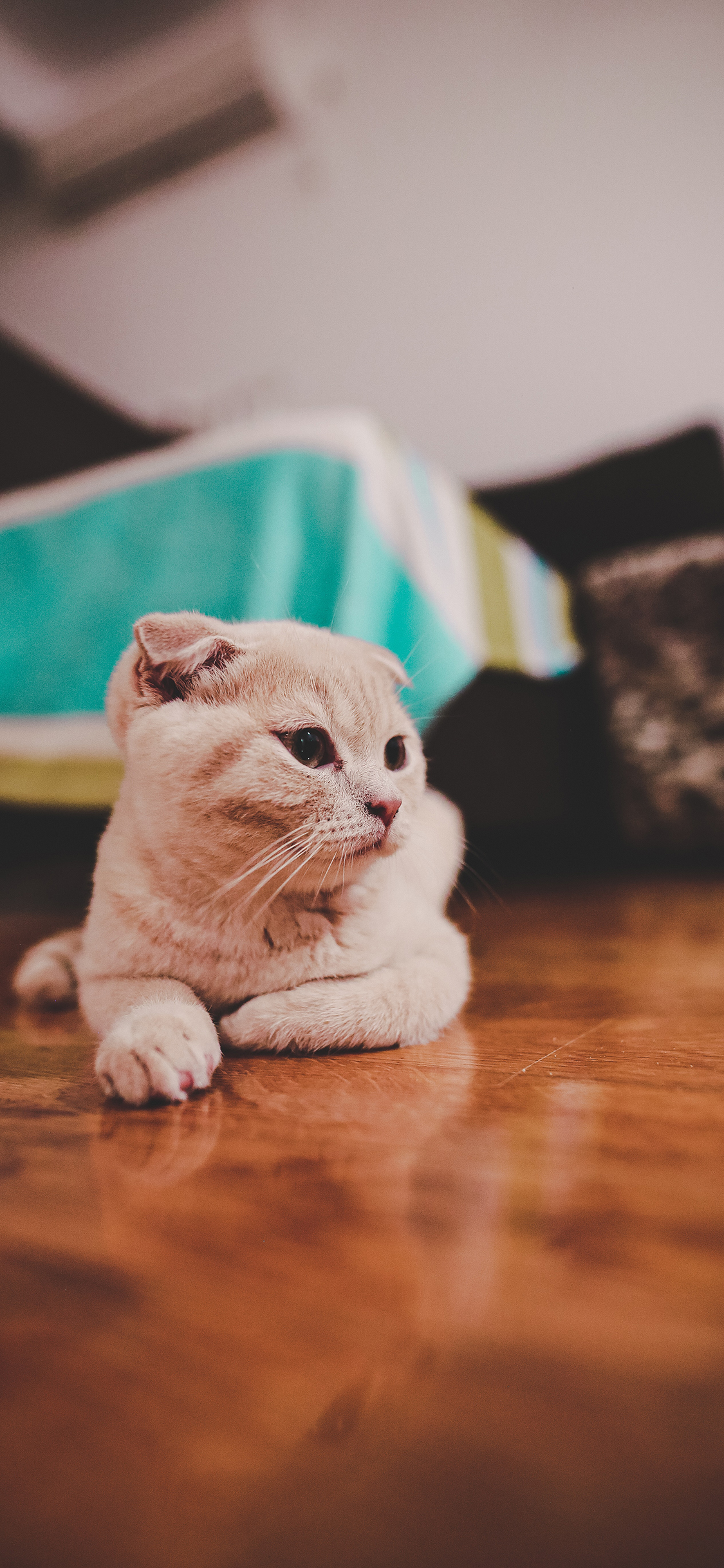 [2436×1125]猫咪 宠物 地板 折耳 苹果手机壁纸图片