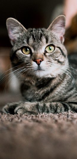 [2436x1125]猫咪 宠物 地毯 灰猫 苹果手机壁纸图片