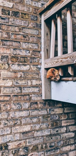 [2436x1125]猫咪 宠物 墙壁 栏杆 苹果手机壁纸图片