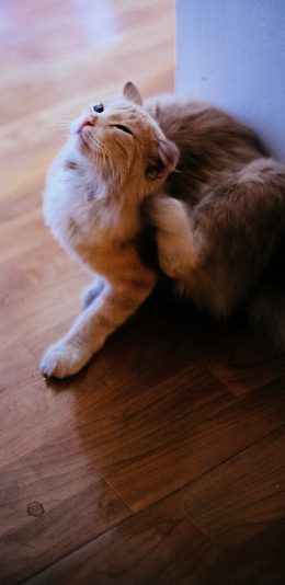 [2436x1125]猫咪 宠物 墙角 挠痒 苹果手机壁纸图片