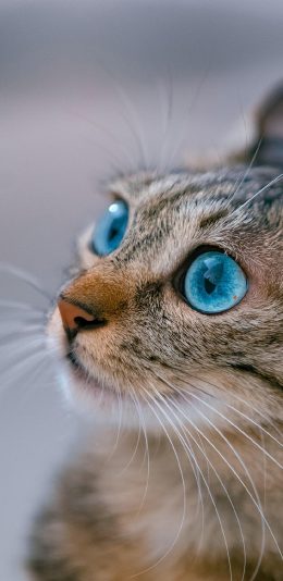 [2436x1125]猫咪 宠物 天空 眼镜 猫须 苹果手机壁纸图片