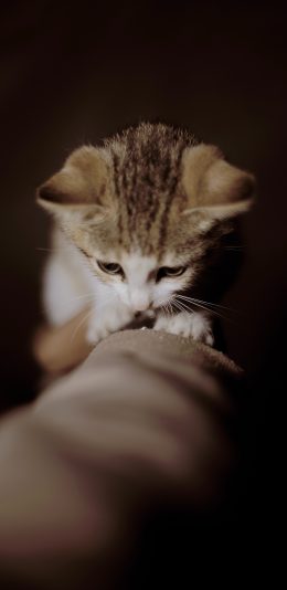 [2436x1125]猫咪 宠物 小猫 橘猫 苹果手机壁纸图片