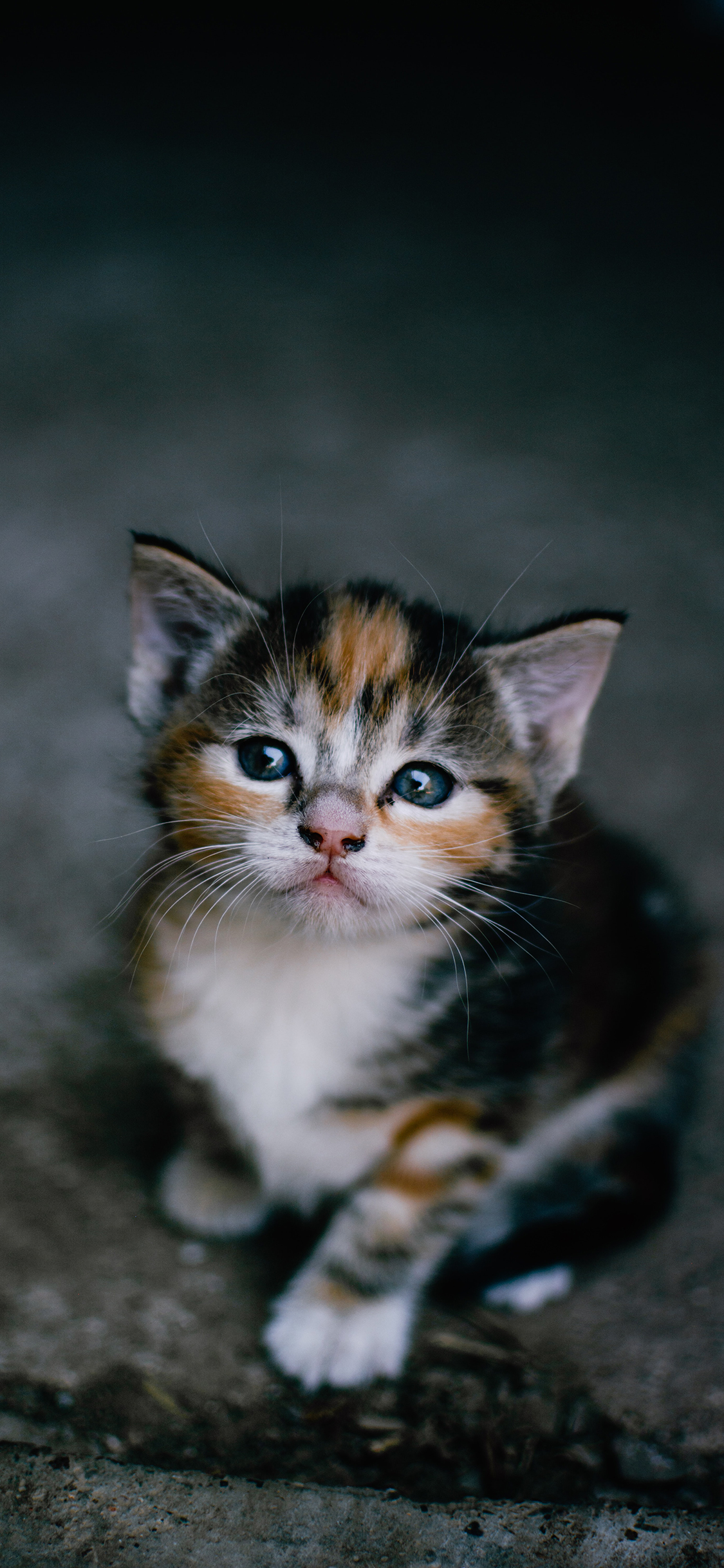 [2436×1125]猫咪 宠物 小猫 猫咪 花猫 苹果手机壁纸图片