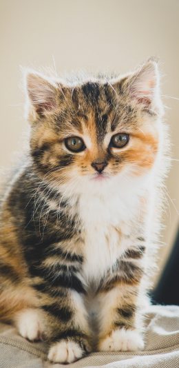 [2436x1125]猫咪 宠物 小猫 花色 苹果手机壁纸图片