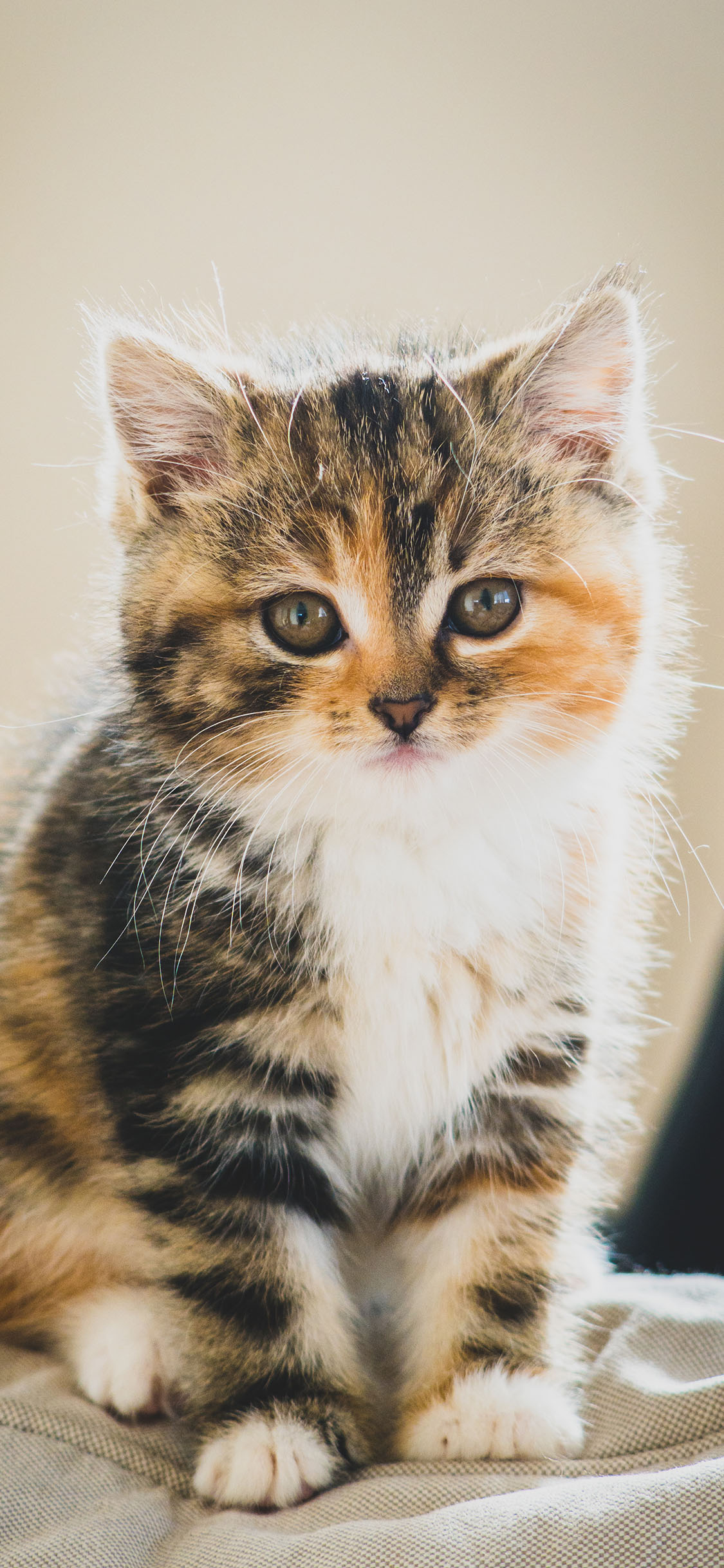 [2436×1125]猫咪 宠物 小猫 花色 苹果手机壁纸图片