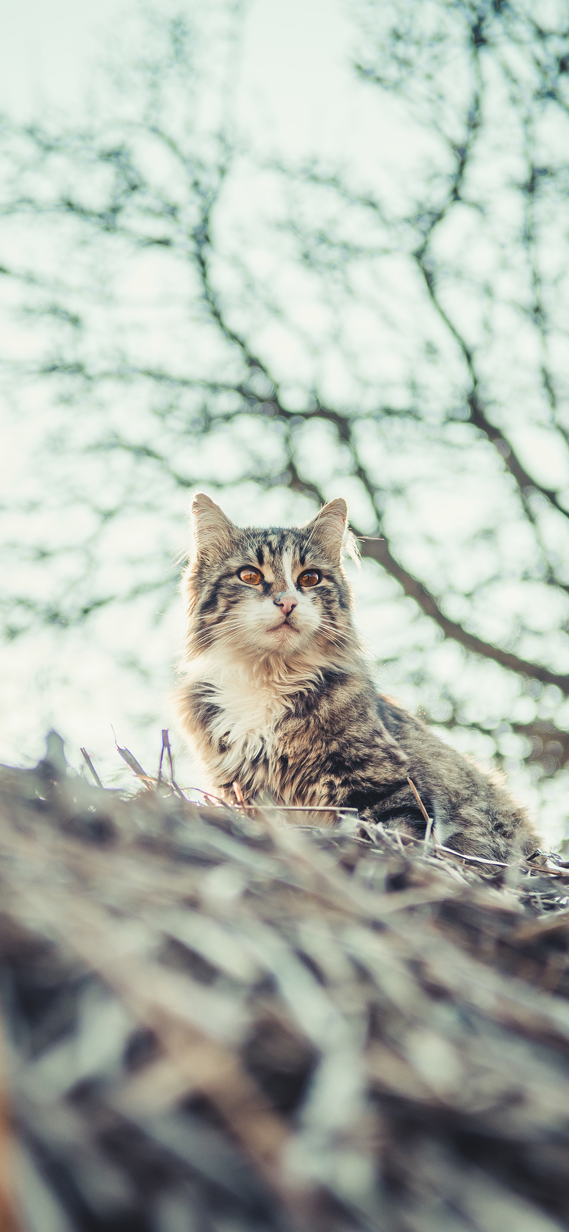 [2436×1125]猫咪 宠物 屋檐 户外 苹果手机壁纸图片