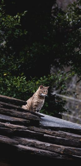 [2436x1125]猫咪 宠物 屋顶 站立 狸花猫 苹果手机壁纸图片