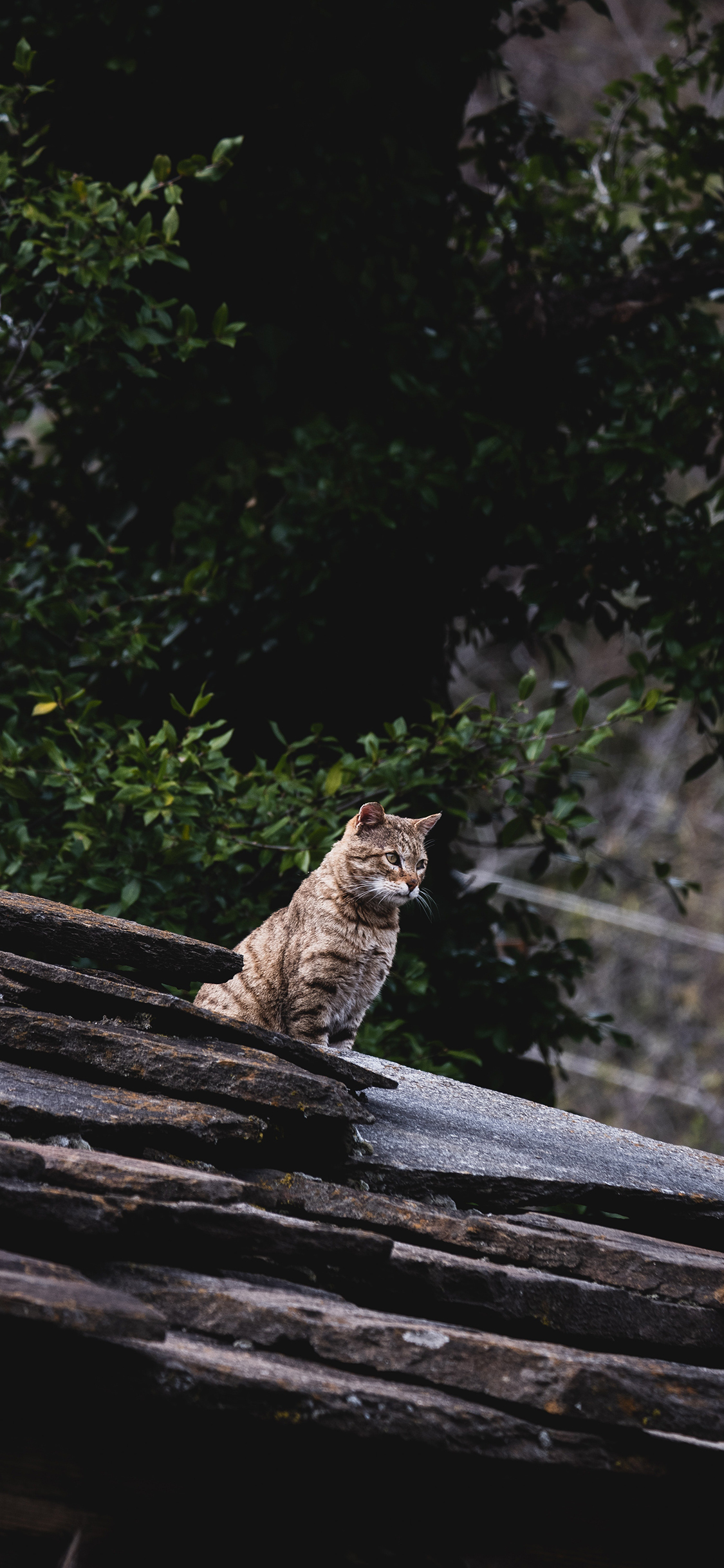[2436×1125]猫咪 宠物 屋顶 站立 狸花猫 苹果手机壁纸图片