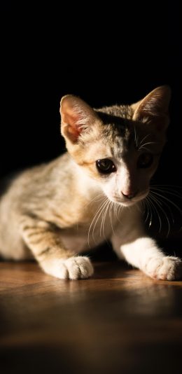 [2436x1125]猫咪 宠物 幼仔 苹果手机壁纸图片