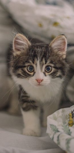 [2436x1125]猫咪 宠物 幼仔 小猫 苹果手机壁纸图片