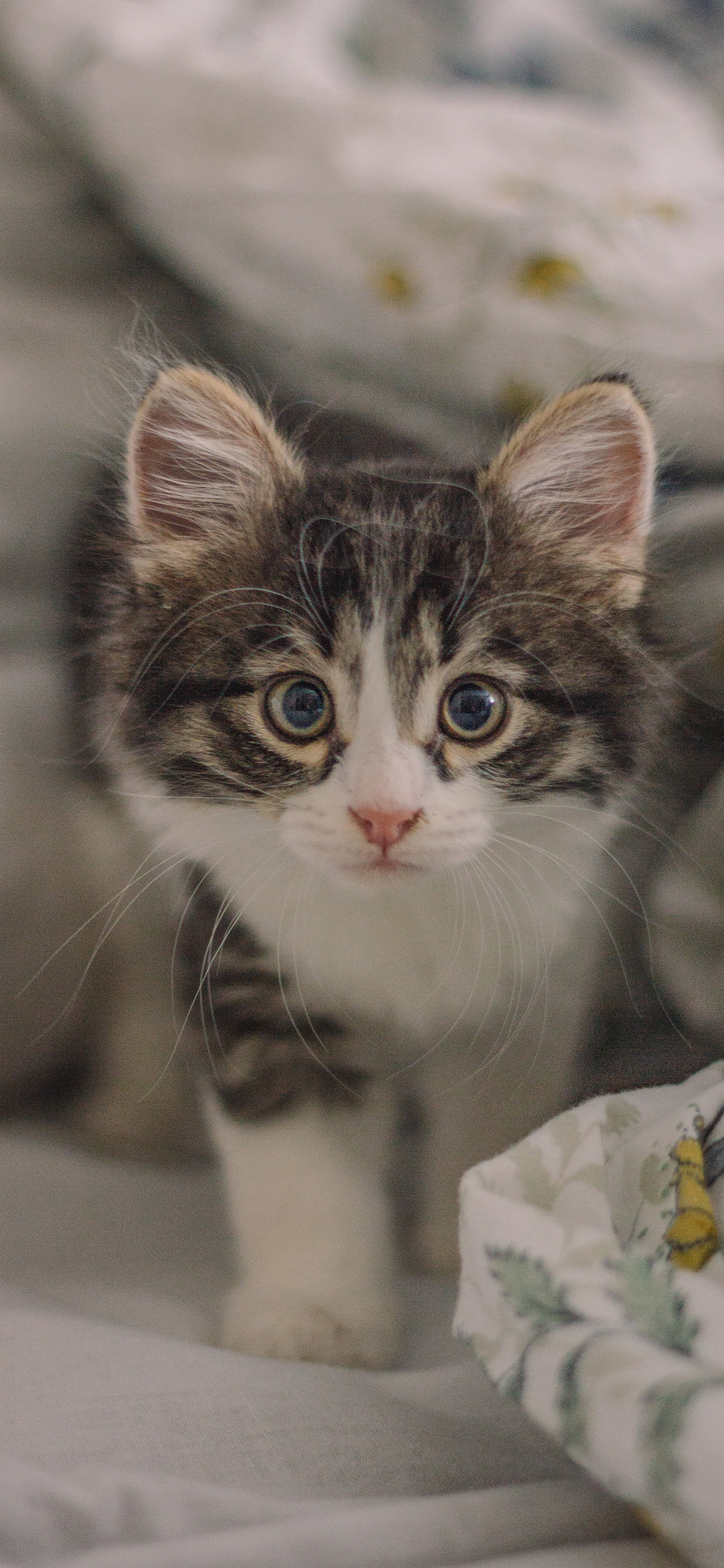 [2436×1125]猫咪 宠物 幼仔 小猫 苹果手机壁纸图片