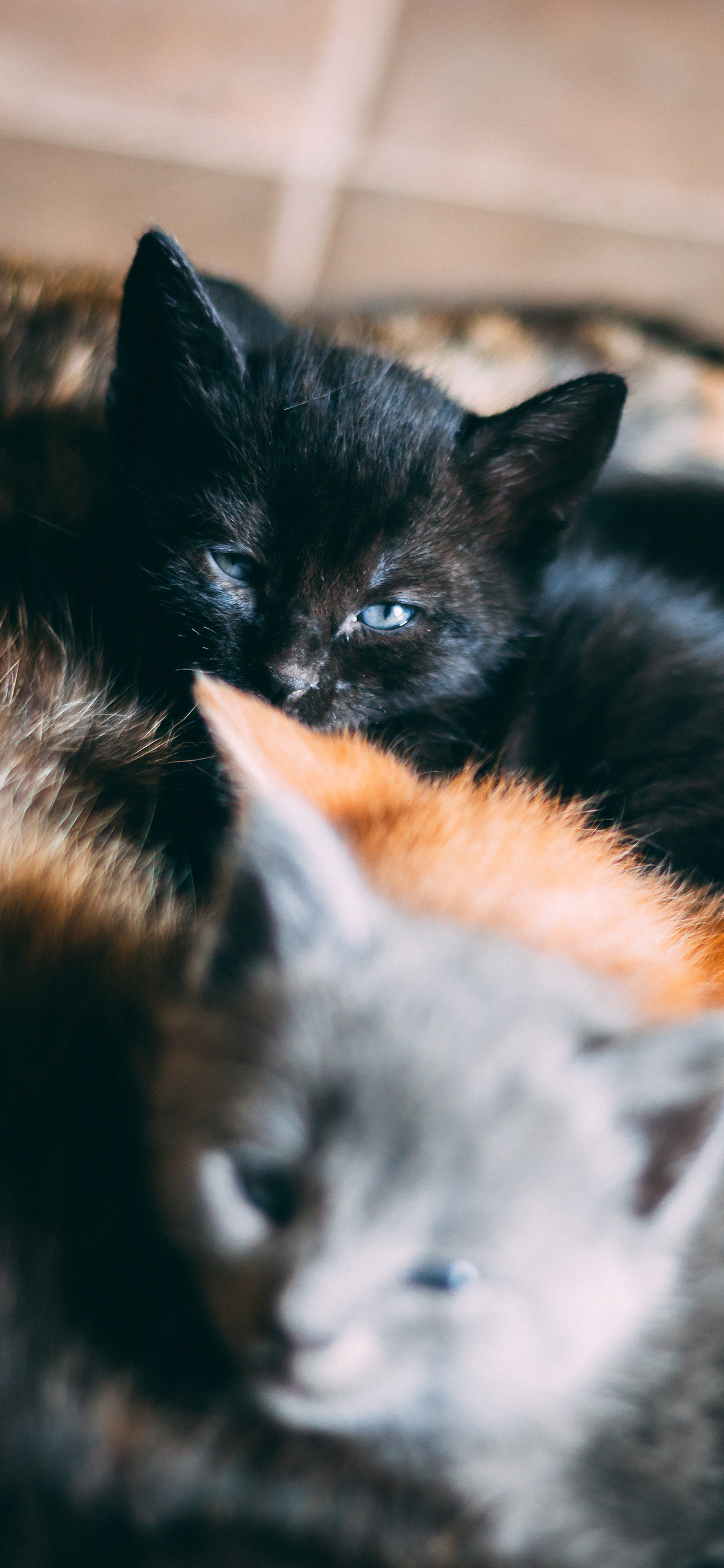 [2436×1125]猫咪 宠物 幼仔 毛色 苹果手机壁纸图片