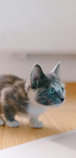 [2436x1125]猫咪 宠物 幼仔 警惕 苹果手机壁纸图片