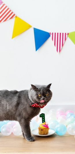 [2436x1125]猫咪 宠物 庆生 糕点 领结 苹果手机壁纸图片