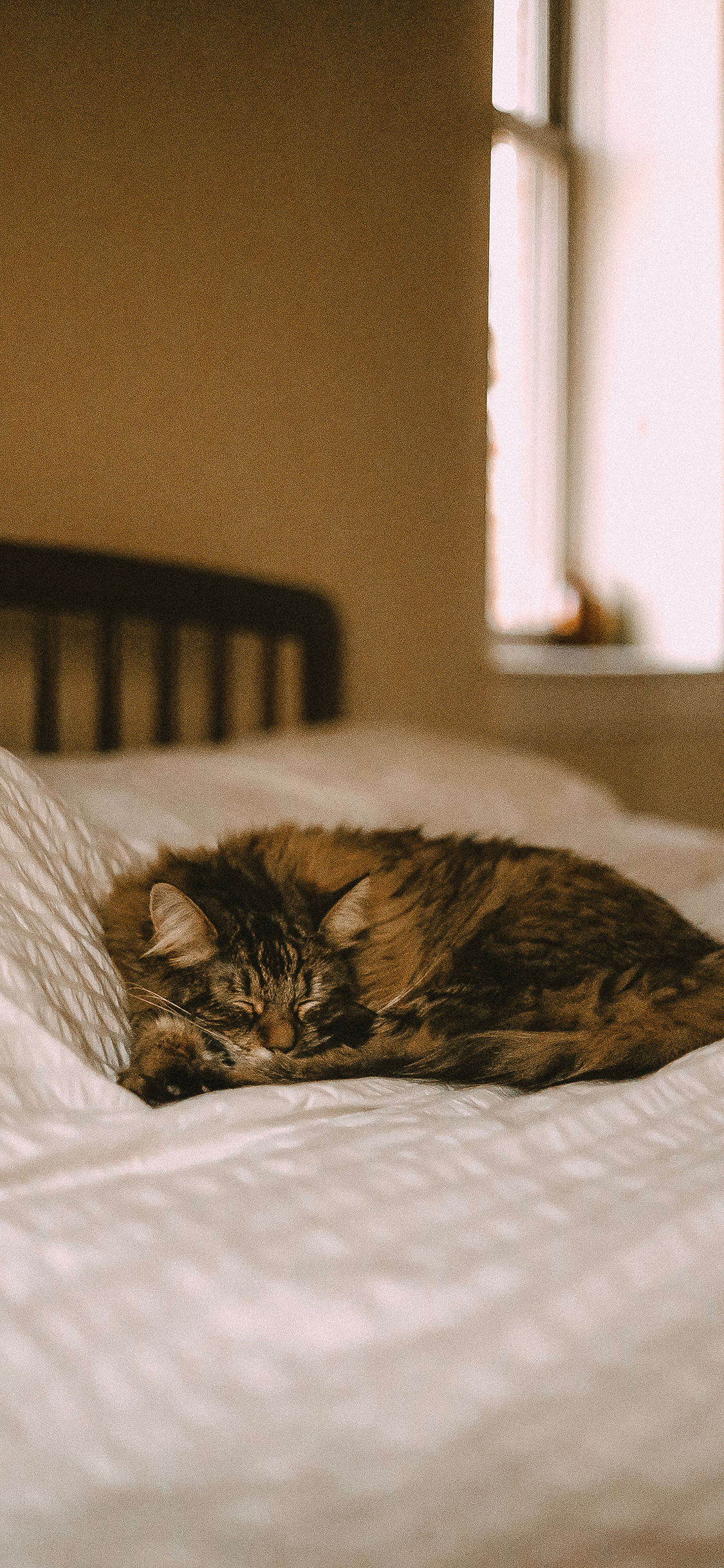 [2436×1125]猫咪 宠物 床  眯眼 苹果手机壁纸图片
