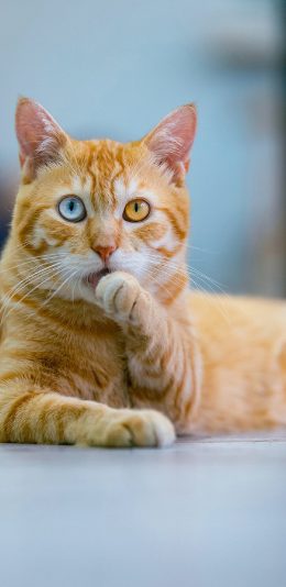 [2436x1125]猫咪 宠物 异瞳 舔爪 橘猫 苹果手机壁纸图片