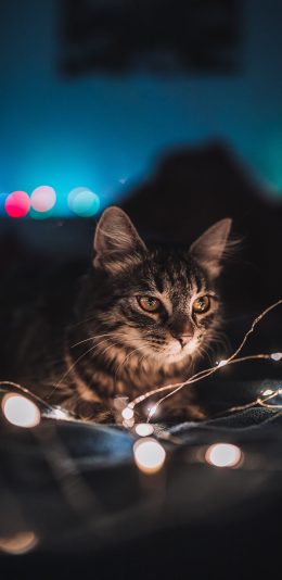 [2436x1125]猫咪 宠物 彩灯  花猫 苹果手机壁纸图片