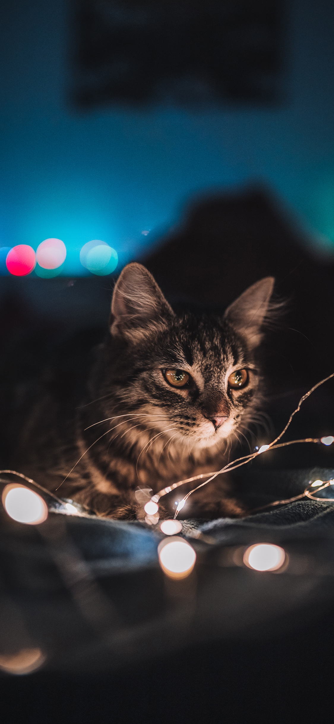 [2436×1125]猫咪 宠物 彩灯  花猫 苹果手机壁纸图片