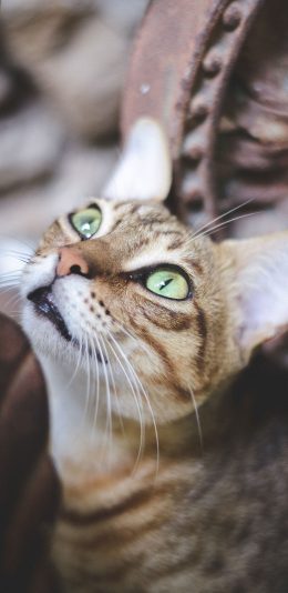 [2436x1125]猫咪 宠物 惊吓 苹果手机壁纸图片