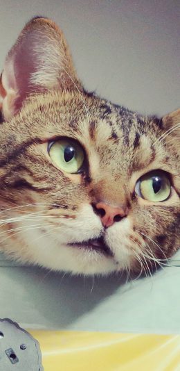 [2436x1125]猫咪 宠物 慵懒 颓废 苹果手机壁纸图片