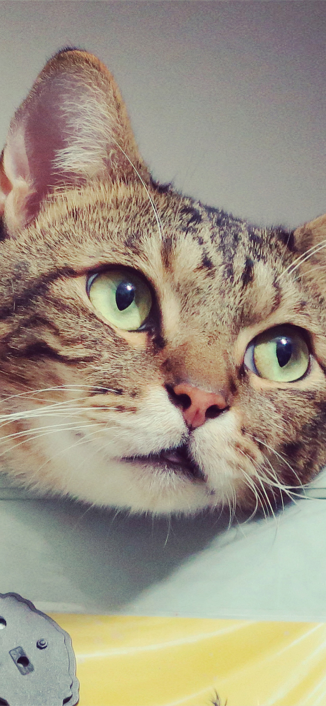 [2436×1125]猫咪 宠物 慵懒 颓废 苹果手机壁纸图片