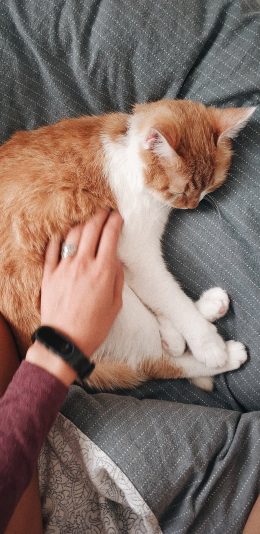 [2436x1125]猫咪 宠物 手部 抚摸 苹果手机壁纸图片