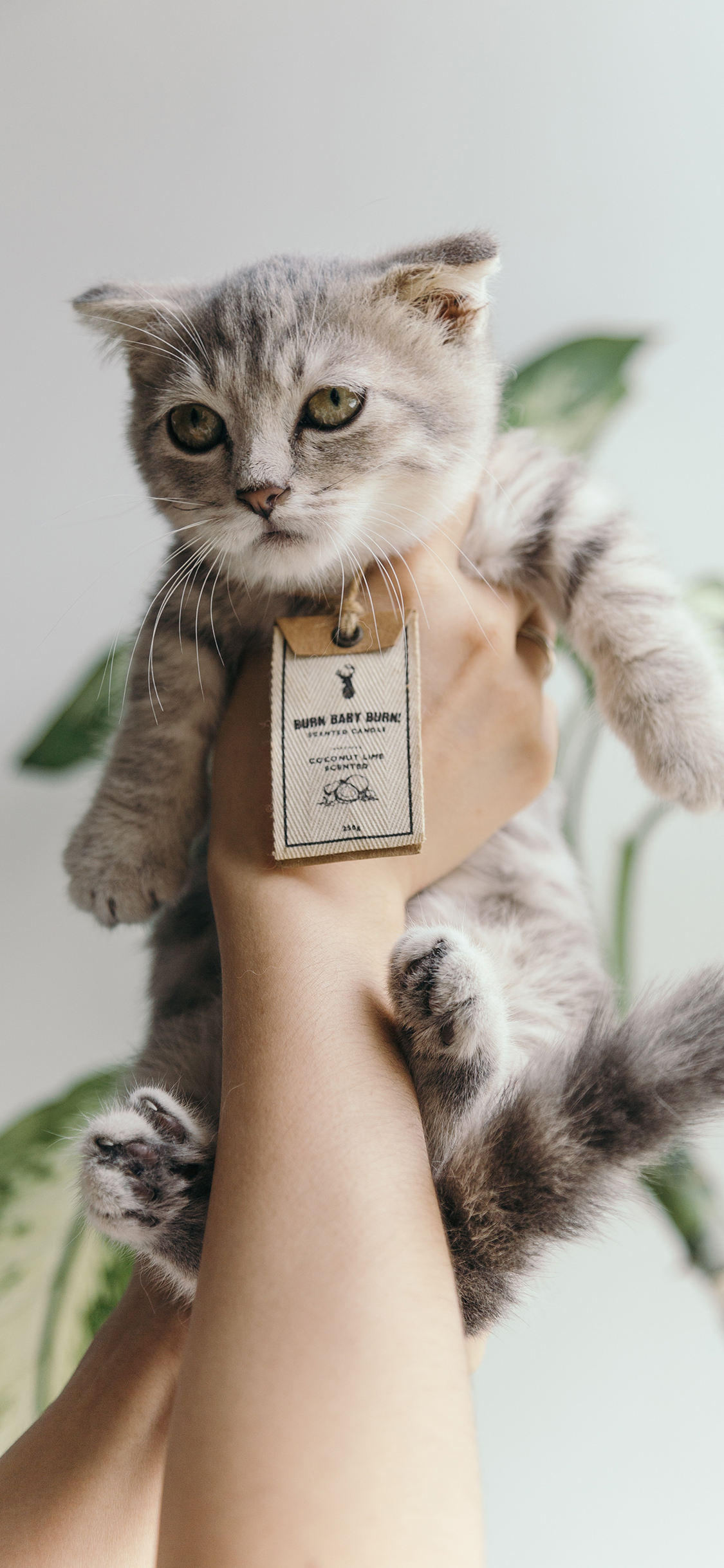 [2436×1125]猫咪 宠物 挂牌 手部 苹果手机壁纸图片