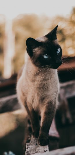 [2436x1125]猫咪 宠物 暹罗 毛发 苹果手机壁纸图片