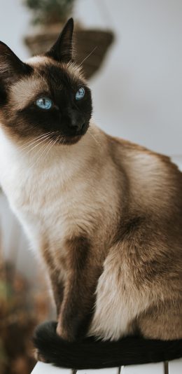 [2436x1125]猫咪 宠物 暹罗猫 苹果手机壁纸图片