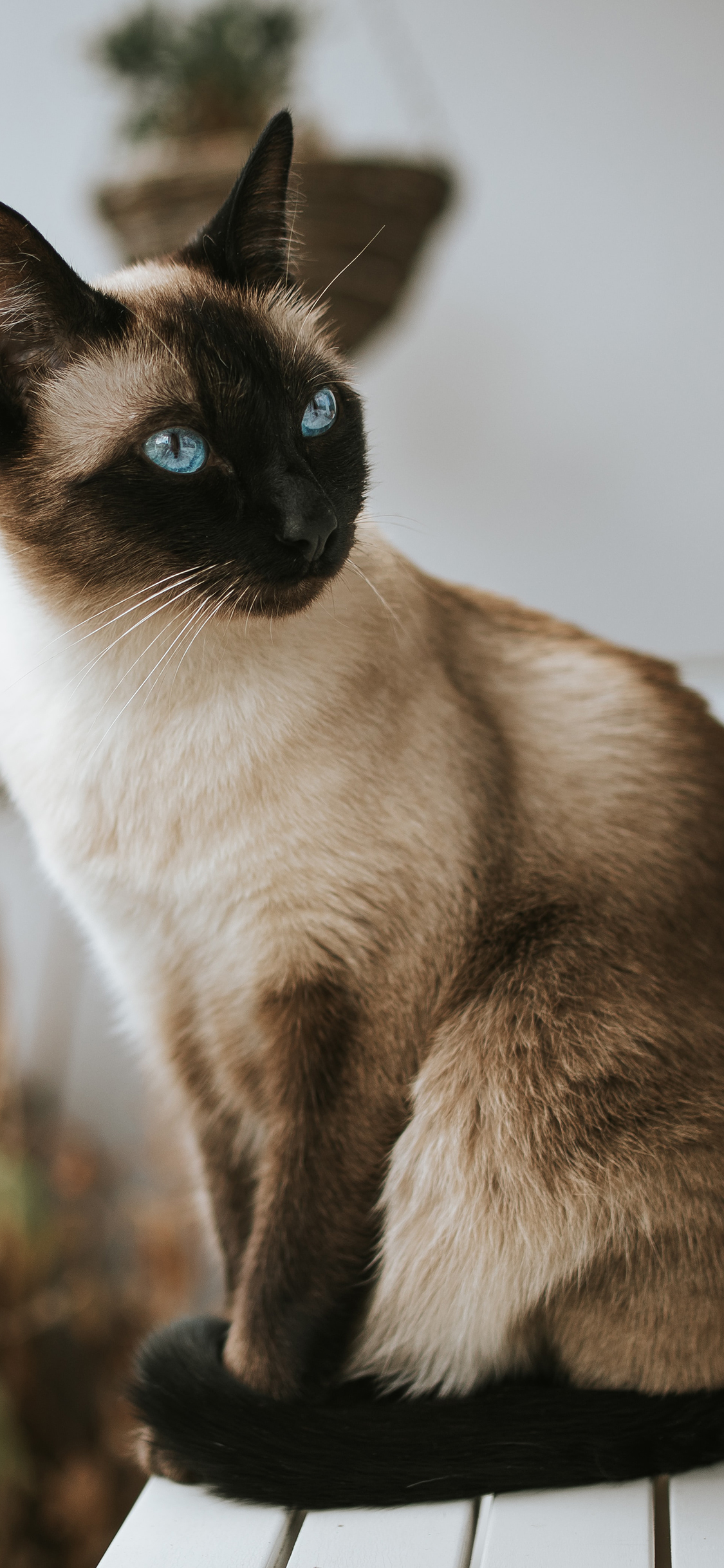 [2436×1125]猫咪 宠物 暹罗猫 苹果手机壁纸图片