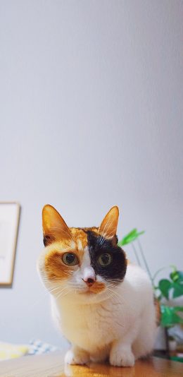 [2436x1125]猫咪 宠物 杂毛 乖巧 苹果手机壁纸图片