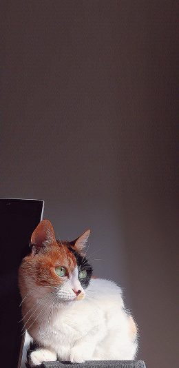 [2436x1125]猫咪 宠物 杂色 机警 苹果手机壁纸图片