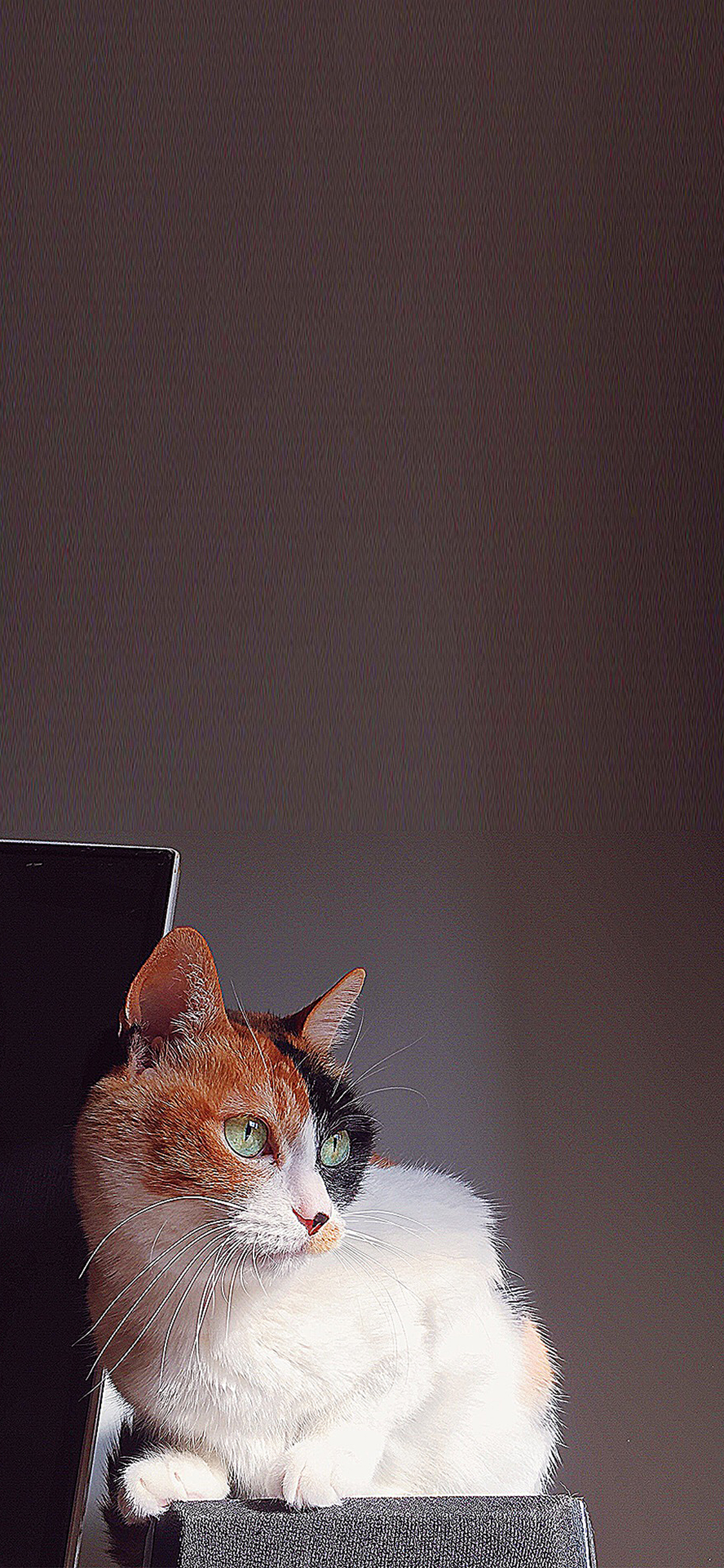 [2436×1125]猫咪 宠物 杂色 机警 苹果手机壁纸图片