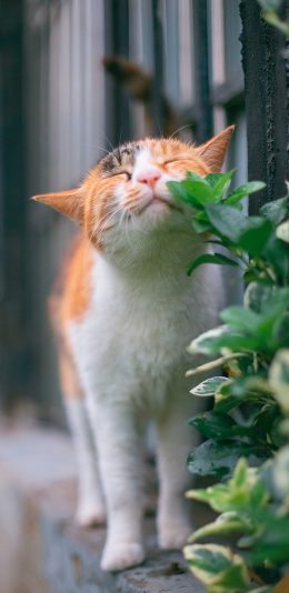 [2436x1125]猫咪 宠物 枝叶 花猫 苹果手机壁纸图片