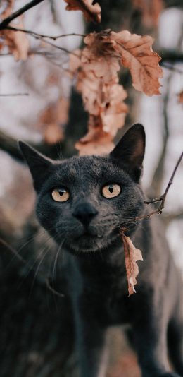[2436x1125]猫咪 宠物 枯黄 树叶 黑猫 苹果手机壁纸图片