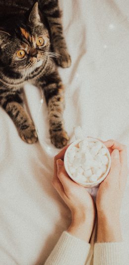 [2436x1125]猫咪 宠物 棉花糖 马克杯 苹果手机壁纸图片