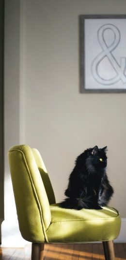 [2436x1125]猫咪 宠物 椅子 站立 苹果手机壁纸图片