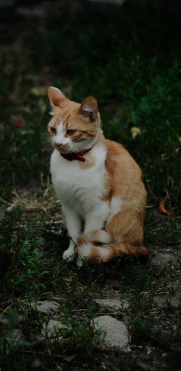 [2436x1125]猫咪 宠物 橘猫 乖巧 苹果手机壁纸图片