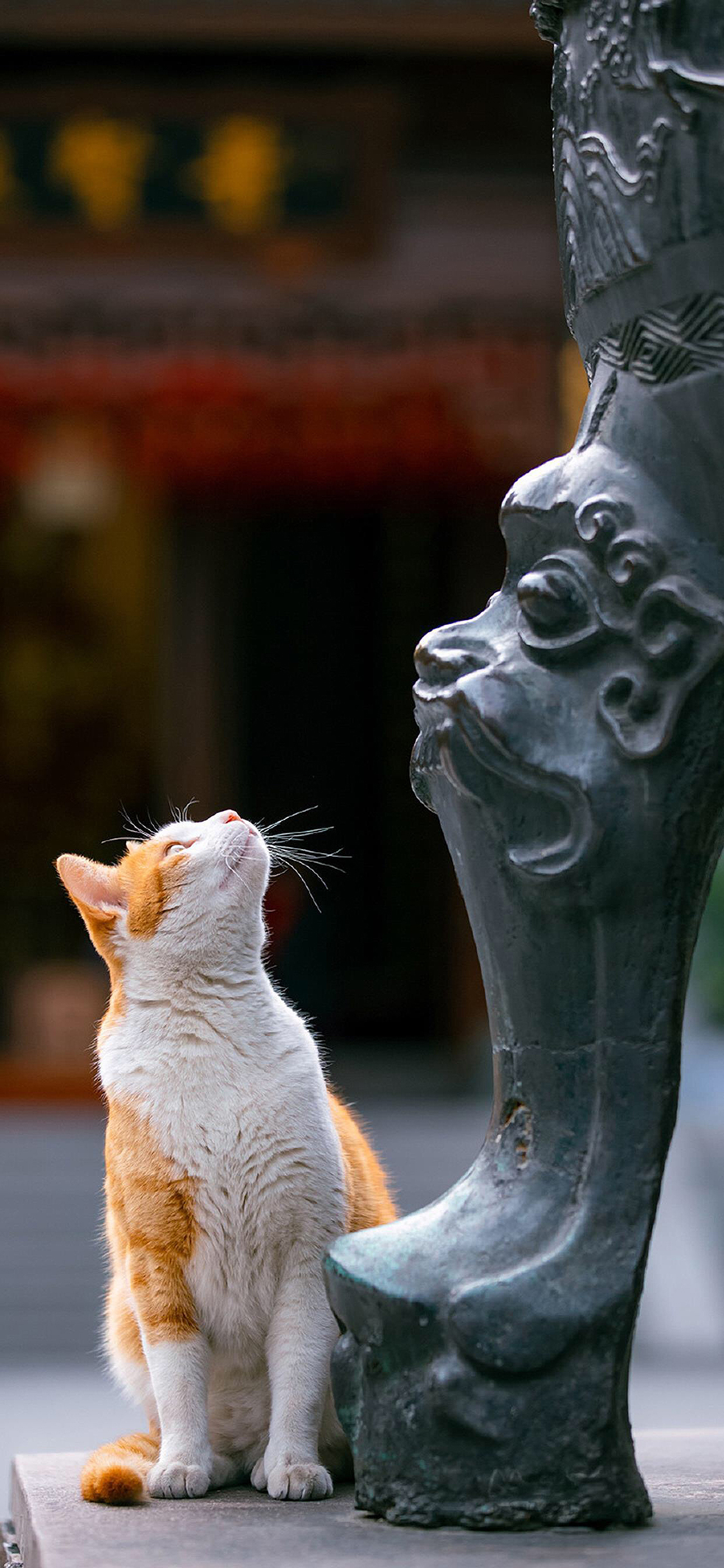 [2436×1125]猫咪 宠物 橘猫 仰头 苹果手机壁纸图片