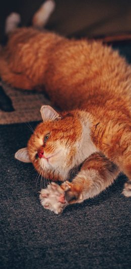[2436x1125]猫咪 宠物 橘猫 伸腰 苹果手机壁纸图片