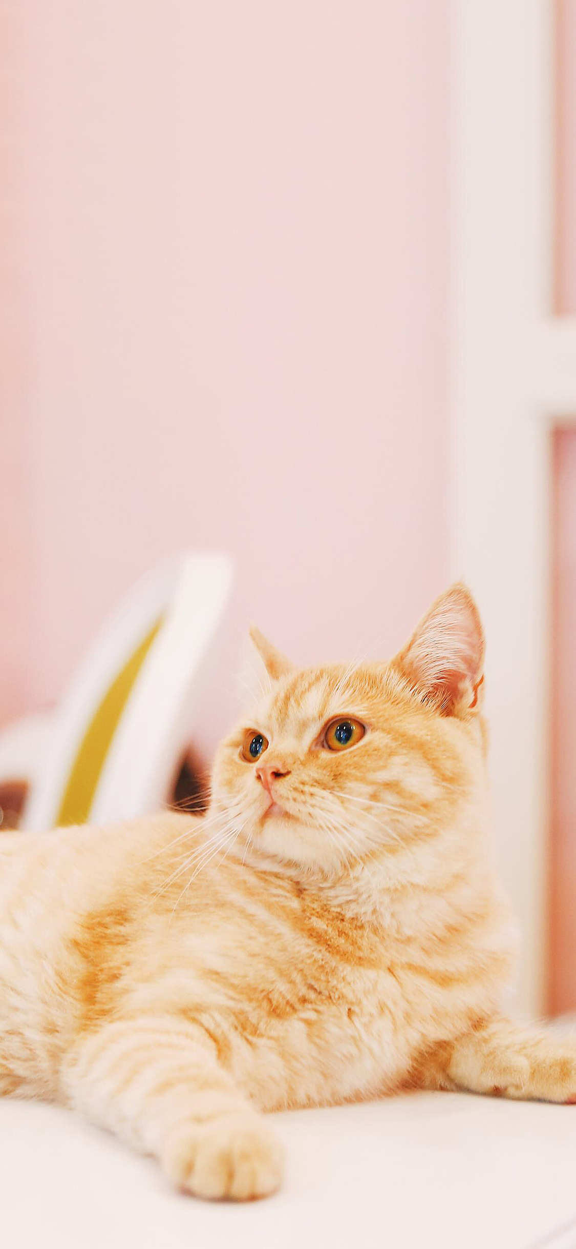 [2436×1125]猫咪 宠物 橘猫 可爱 苹果手机壁纸图片